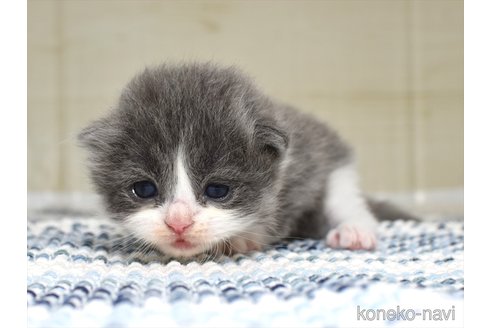 成約済の愛知県のミヌエット-89730の3枚目